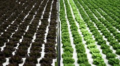 ITALY-AGRICULTURE-HYDROPONIC-FARMING