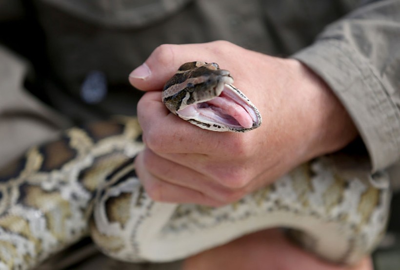 Burmese Python