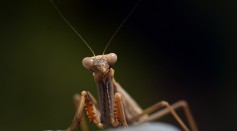 Praying Mantis Set to Invade the UK as Sightings Suggest They Are Heading North Due to Climate Change