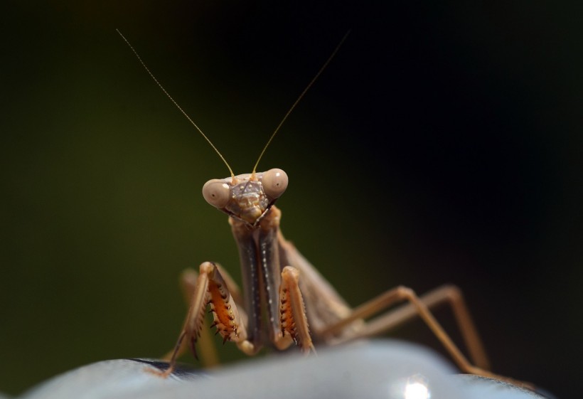  Praying Mantis Set to Invade the UK as Sightings Suggest They Are Heading North Due to Climate Change