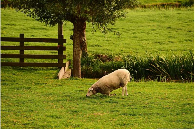 A sheep eating grass in a farm.