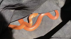 Orange eastern brown snakes 