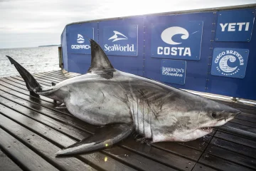 Great White Sharks Migrating Into North Due to Colder Waters Brought by ...