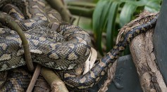 Male Carpet Pythons