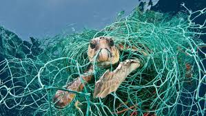 Fishing net as main pollutant.