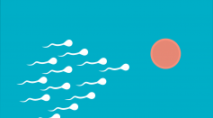  Collective Swimming of Sperm Help Them Outpace Others in Their Race to Fertilize an Egg Cell