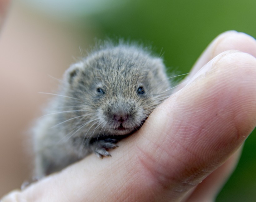 Vole Rodents