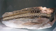 Hadrosaur Tail