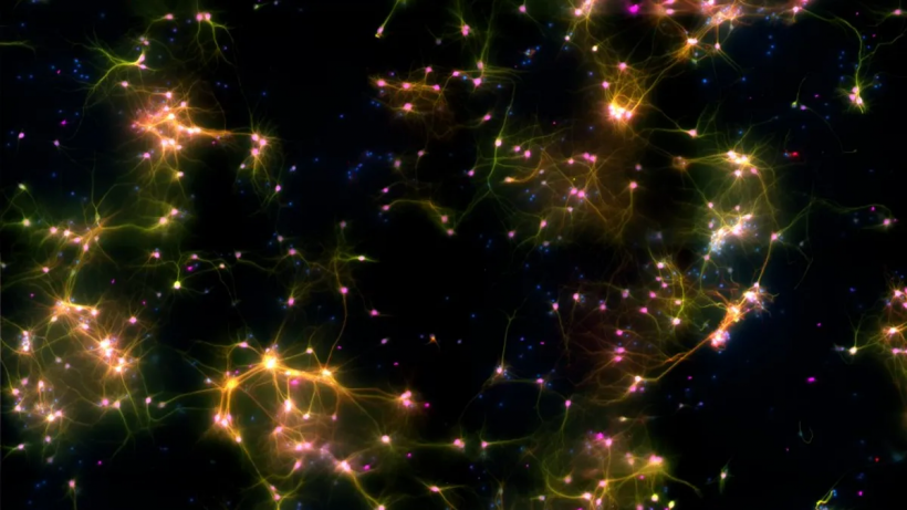 DishBrain's neural cells seen under a microscope.