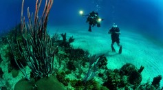 Ocean Water Diver