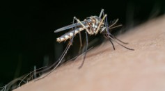 Mosquito Repellent-3D