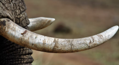 Tusk of Woolly Mammoth Found in Alaska