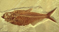  Fish Imprint Fossil