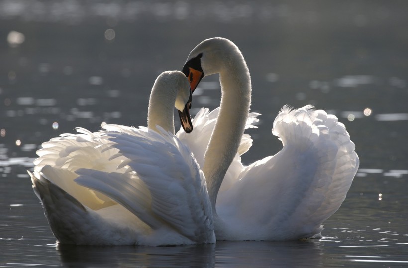  Norfolk Broads Swans With Symptoms of Avian Flu to be Euthanized After Finding 'Unbelievable' Number of Dead Birds
