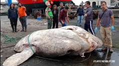  3-ton sunfish recently discovered near a Portuguese island