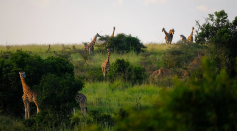 Giraffes Standing on Grass Field Surrounded by Plants