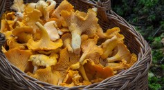 Fungus Mushroom
