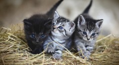 Kittens Feline
