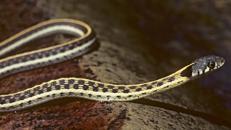 A file photo of a black-necked garter snake. 