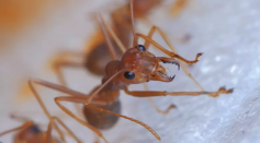 Stock image of a fire ant.