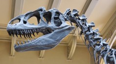 Museum Skeleton Dinosaur