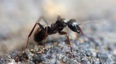Macro Ant