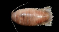 Genus Bathynomus - Giant Isopod