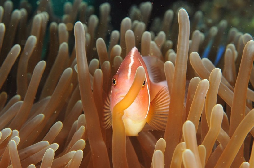 Fish Sea Corals