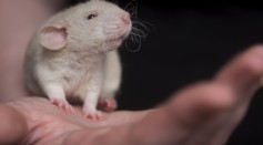 Rat Mouse Laboratory