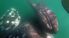 A gray whale pushes her calf to the surface in San Ignacio Lagoon. 