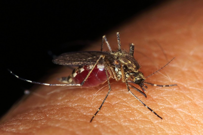  Aggressive Aedes Aegypti Mosquitoes Detected in a County in California: How Do These Insects Spread Germs?