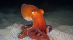Sand Octopus