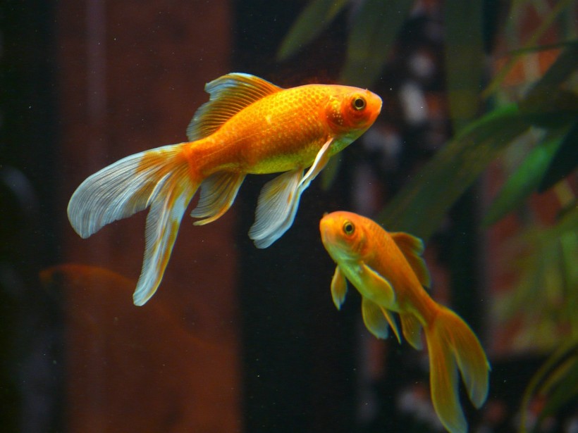  Do Goldfish Memory Only Lasts for 3 Seconds? Science Debunks Popular Myth