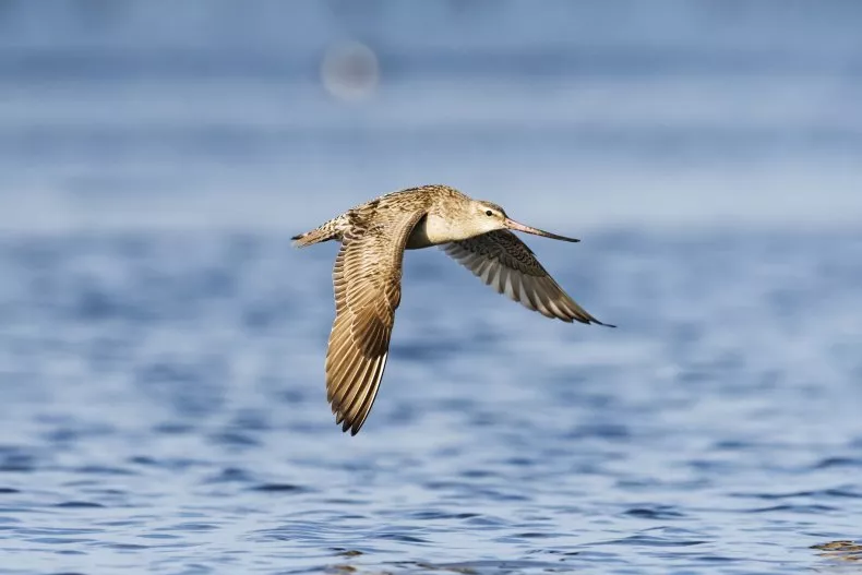 A stock image shows a bar-tailed godwit in flight.
