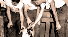 A study revealed that Pig 311 was able to survived atomic bomb test in 1946 and lived 4 years before its demise. 
