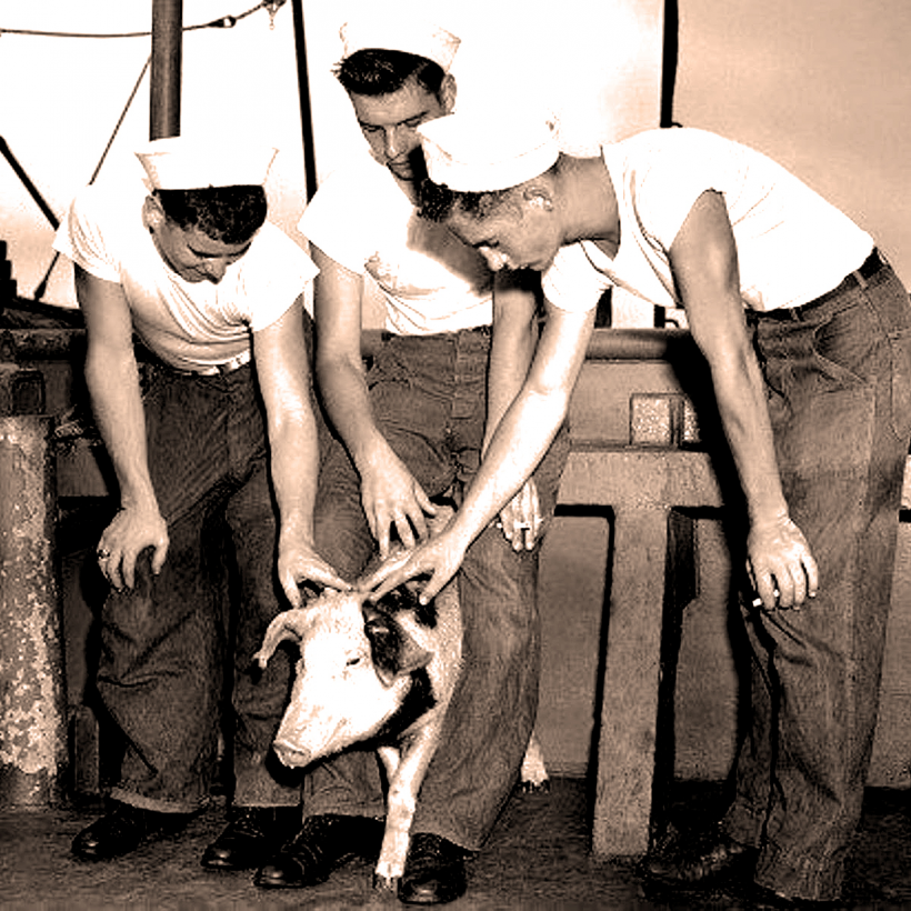 A study revealed that Pig 311 was able to survived atomic bomb test in 1946 and lived 4 years before its demise. 