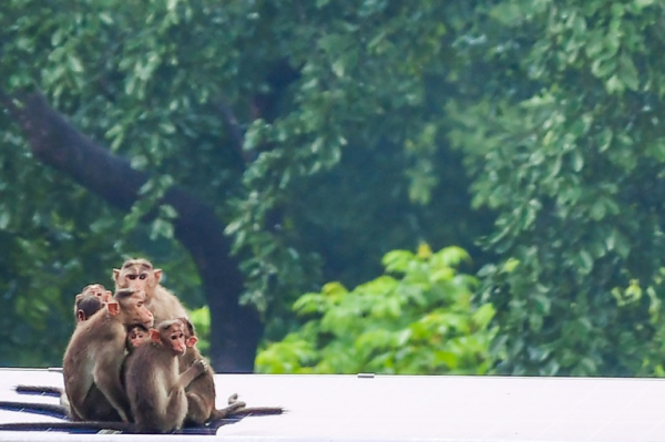 Harvard University research on monkeys sparks outrage from