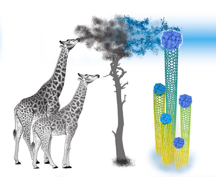 Growing nanotubes can guide a ‘holy grail’ of raising batches in a single chirality like a giraffe reaching for the leaves in a tree. 