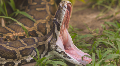 An alligator inside a python’s belly, see a rare video footage of scientists removing the crocs from the giant snake. 