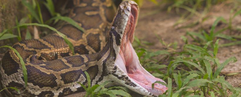 An alligator inside a python’s belly, see a rare video footage of scientists removing the crocs from the giant snake. 