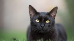  Blinking Slowly Could Be an Effective Way To Communicate With Cats, Study Reveals