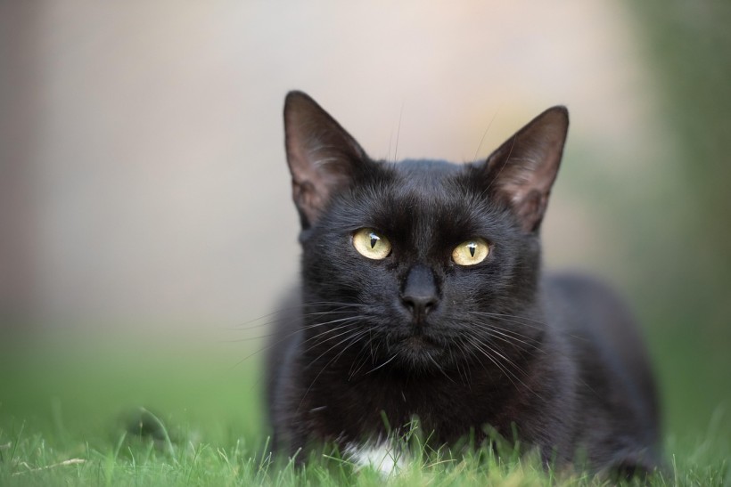  Blinking Slowly Could Be an Effective Way To Communicate With Cats, Study Reveals