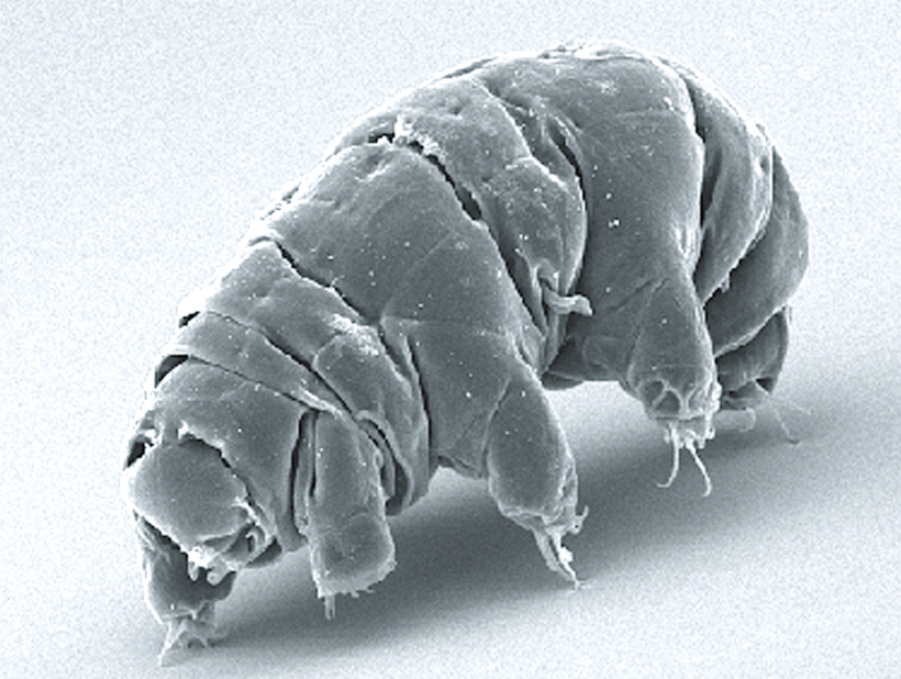 A new study finds new understanding on the water bears’ invincible capabilities, know more about these findings about tardigrades.