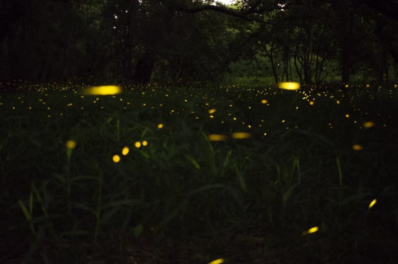  How Do Fireflies Blink in Sync? Mathematicians Confirm Novel Form of 