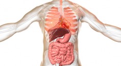 Illustration of a man's internal organs. Respiratory and digestive system.