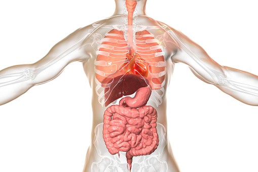 Illustration of a man's internal organs. Respiratory and digestive system.