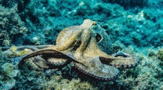  Scientists Found Similarities Between Octopus and Human Brains; What Could This Be?
