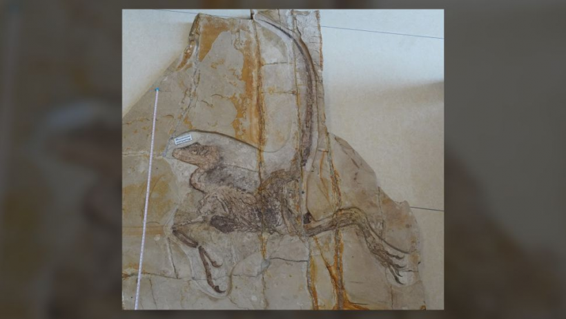 Chinese Paleontologists discovered exceptional preservation of fossilized species of Dromaeosaurids.