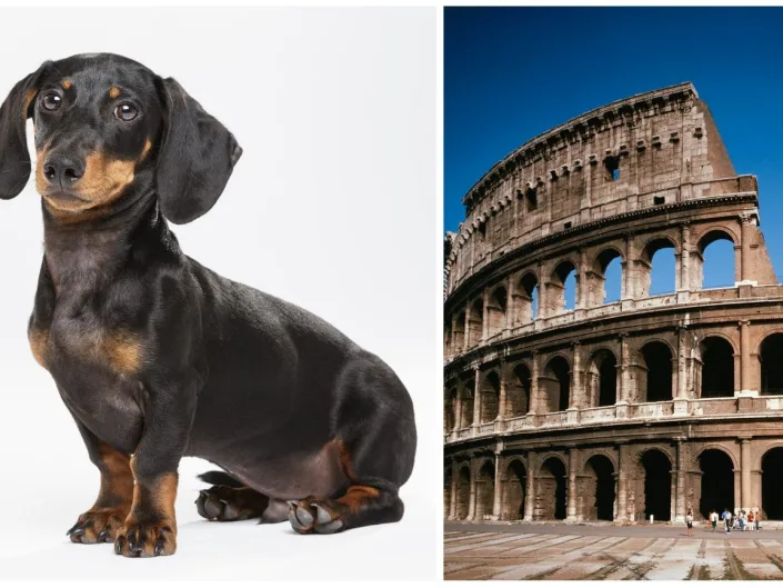 Sausage dogs could have been made to fight bears in the Colosseum of ancient Rome, archaeologists said