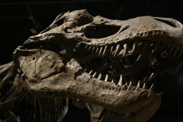 Take a Look at the Skeleton of a Pregnant T-Rex Dinosaur Called